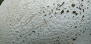 Óriás pöfeteg (<i>Calvatia gigantea</i>)