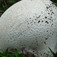 Óriás pöfeteg (<i>Calvatia gigantea</i>)