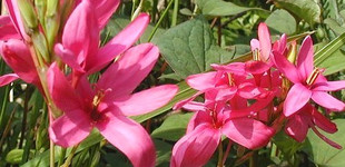 Lépliliom (<i>Ixia hybrida</i>)