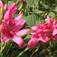 Tündőke (<i>Ixia hybrida</i>)