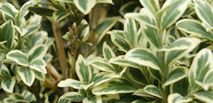 Tarka puszpáng (<i>Buxus sempervirens</i> 'Variegata')