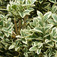 Tarka puszpáng (<i>Buxus sempervirens</i> 'Variegata')