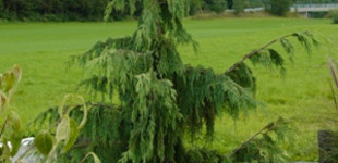 Csüngő (szomorú) nootka hamisciprus  (<i>Chamaecyparis nootkatensis</i> 'Pendula')