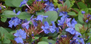 Kékgyökér (<i>Ceratostigma plumbaginoides</i>)