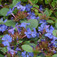 Kékgyökér (<i>Ceratostigma plumbaginoides</i>)