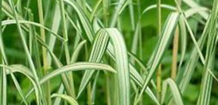 Pántlikafű (<i>Phalaris arundinacea</i>)