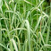 Pántlikafű (<i>Phalaris arundinacea</i>)
