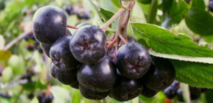 Fekete törpeberkenye (<i>Aronia melanocarpa</i>)