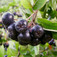 Fekete törpeberkenye (<i>Aronia melanocarpa</i>)