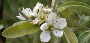 Ezüstös levelű díszkörte 'Silver Sails' (<i>Pyrus elaeagnifolia</i> ''Silver Sails'')
