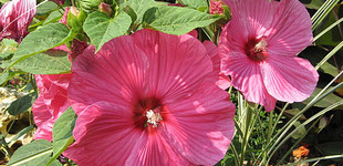 Mocsári mályva (<i>Hibiscus moscheutos</i>)