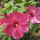 Mocsári mályva (<i>Hibiscus moscheutos</i>)