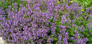 Macskamenta (<i>Nepeta fassenii</i>)