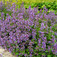 Macskamenta (<i>Nepeta fassenii</i>)