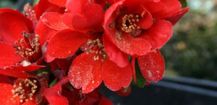 Díszbirs (<i>Chaenomeles x superba</i>)