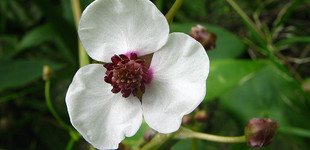 Nyilaslevelű nyílfű (<i>Sagittaria sagittifolia</i>)