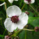 Nyilaslevelű nyílfű (<i>Sagittaria sagittifolia</i>)