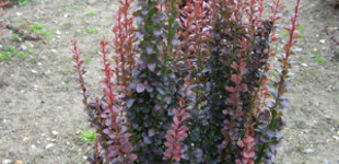 Oszlopos vérborbolya (<i>Berberis thunbergii</i> 'Red Pillar')
