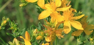 Közönséges orbáncfű (<i>Hypericum perforatum</i>)