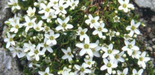 Homokhúr (<i>Arenaria sp.</i>)