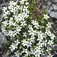 Homokhúr (<i>Arenaria sp.</i>)