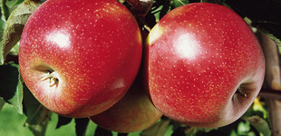 'Jonagold Decosta' alma (<i>Malus domestica</i> ''Jonagold Decosta'')