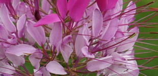Kleopátra tűje (<i>Cleome spinosa</i>)