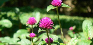 Gombvirág (<i>Gomphrena globosa</i>)