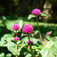 Gombvirág (<i>Gomphrena globosa</i>)
