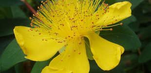 Örökzöld orbáncfű (<i>Hypericum calycinum</i>)