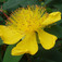 Örökzöld orbáncfű (<i>Hypericum calycinum</i>)