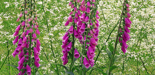 Gyűszűvirág (<i>Digitalis sp.</i>)