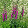 Gyűszűvirág (<i>Digitalis sp.</i>)