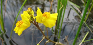 Közönséges rence (<i>Utricularia vulgaris</i>)