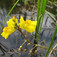 Közönséges rence (<i>Utricularia vulgaris</i>)