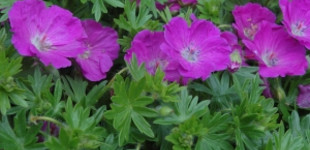 Piros gólyaorr (<i>Geranium sanguineum</i>)