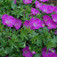 Piros gólyaorr (<i>Geranium sanguineum</i>)