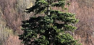 Jegenyefenyő (<i>Abies arizonica</i> 'Glauca')