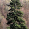 Jegenyefenyő (<i>Abies arizonica</i> 'Glauca')
