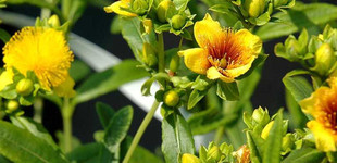 Keskenylevelű orbáncfű (<i>Hypericum kalmianum</i>)