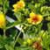 Keskenylevelű orbáncfű (<i>Hypericum kalmianum</i>)