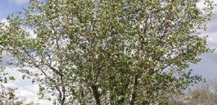 Galagonya (<i>Crataegus mordenensis</i> 'Snowbird')