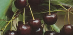 Érdi jubileum (<i>Prunus cerasus</i> ''Érdi jubileum'')