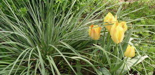 Örökzöld zabfű (<i>Avena sempervirens</i>)