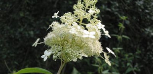 Bugás hortenzia (<i>Hydrangea paniculata</i>)