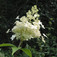 Bugás hortenzia (<i>Hydrangea paniculata</i>)