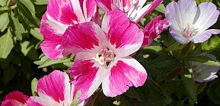 Pompás Klárika (<i>Clarkia elegans</i> 'plena')