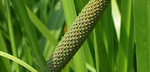Kálmos (<i>Acorus calamus</i>)