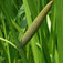 Kálmos (<i>Acorus calamus</i>)