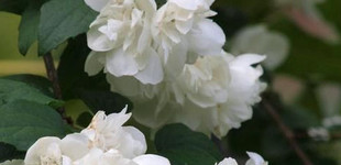 Jezsámen (<i>Philadelphus sp.</i> 'Virginal')